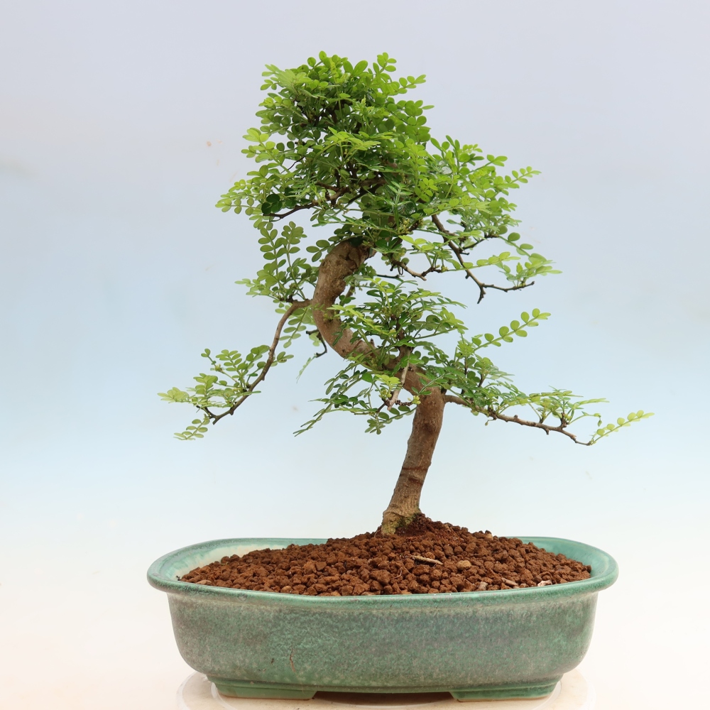 Pokojová bonsai - Zantoxylum piperitum - Pepřovník