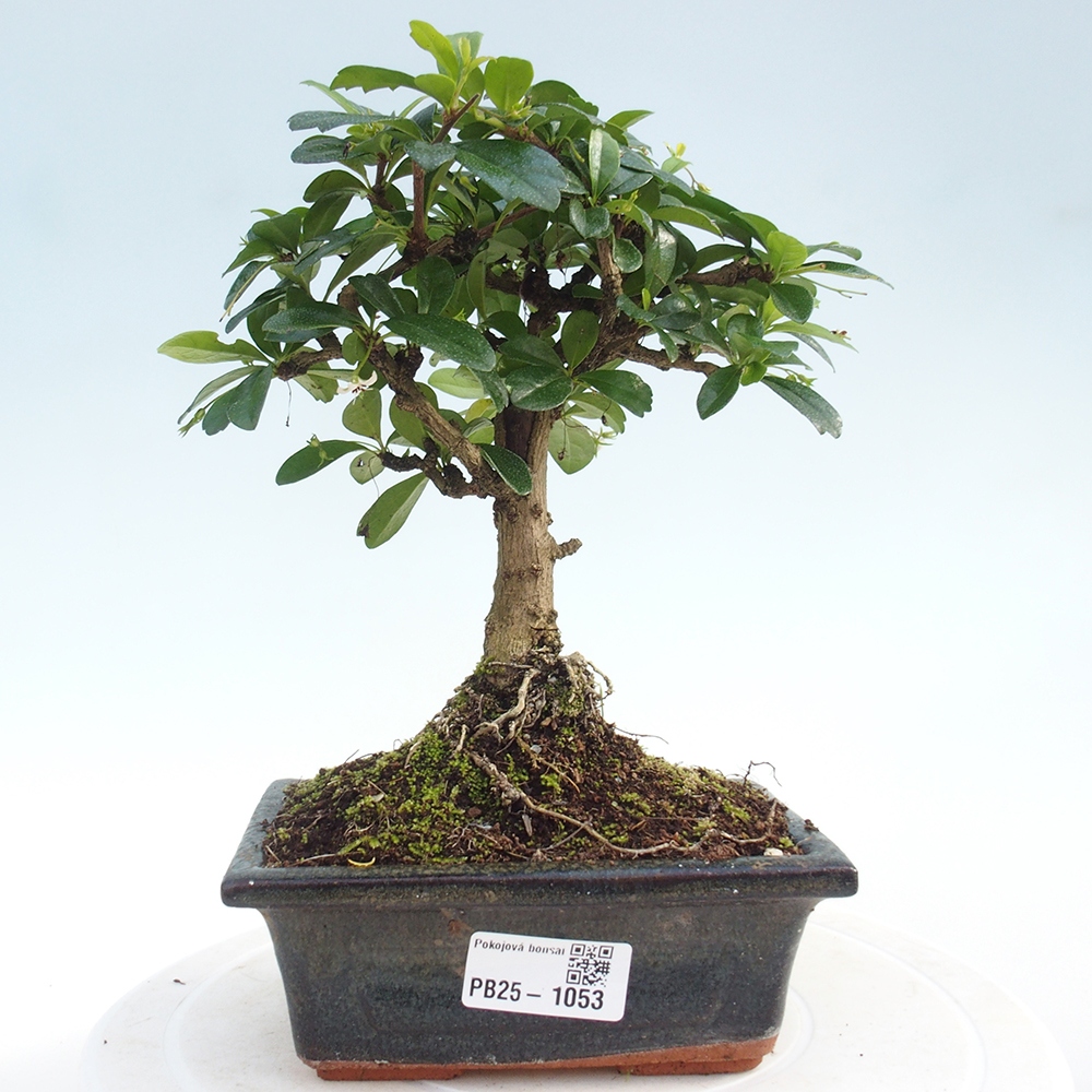 Pokojová bonsai - Carmona macrophylla - Čaj fuki