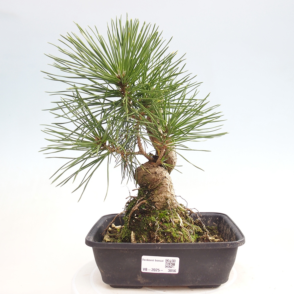 Venkovní bonsai - Pinus thunbergii - Borovice thunbergova