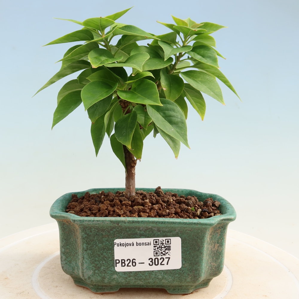 Pokojová bonsai - Bouganwilea
