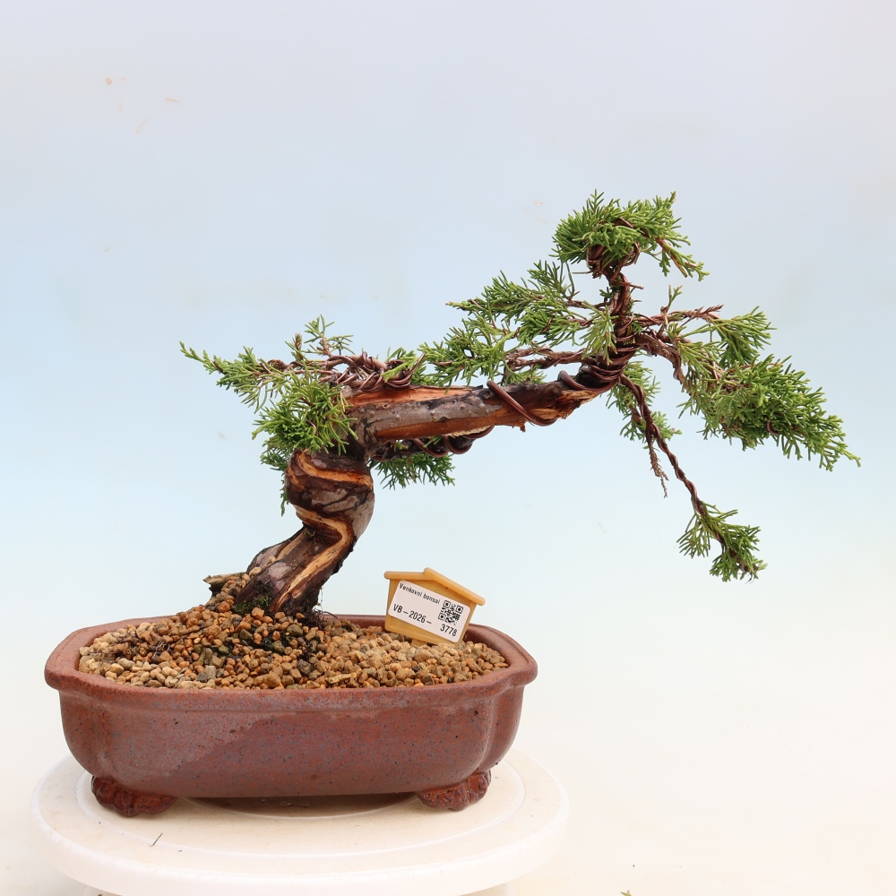 Venkovní bonsai - Juniperus chinensis Itoigawa-Jalovec čínský
