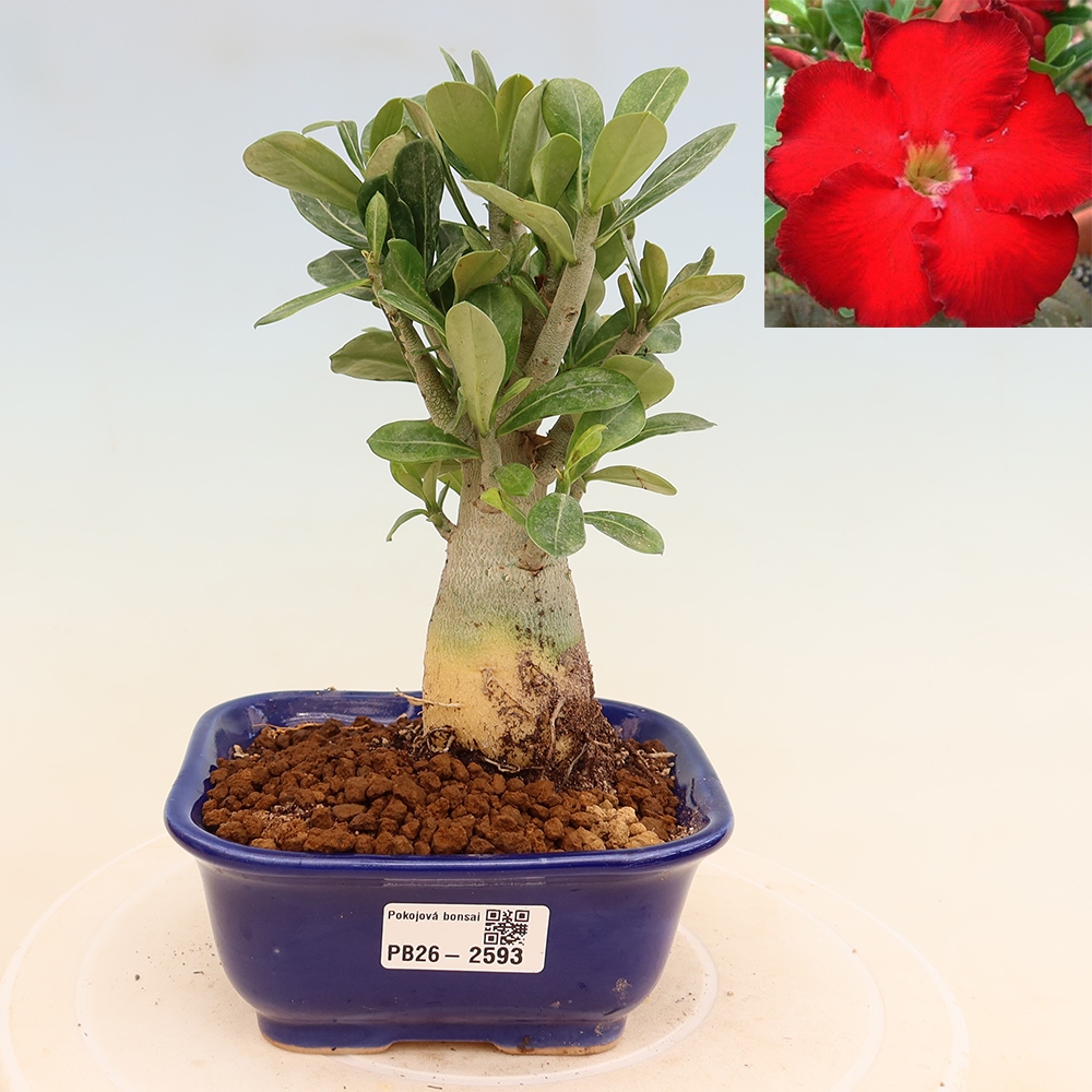 Pokojová bonsai - Adenium obesum Red Star - Pouštní růže