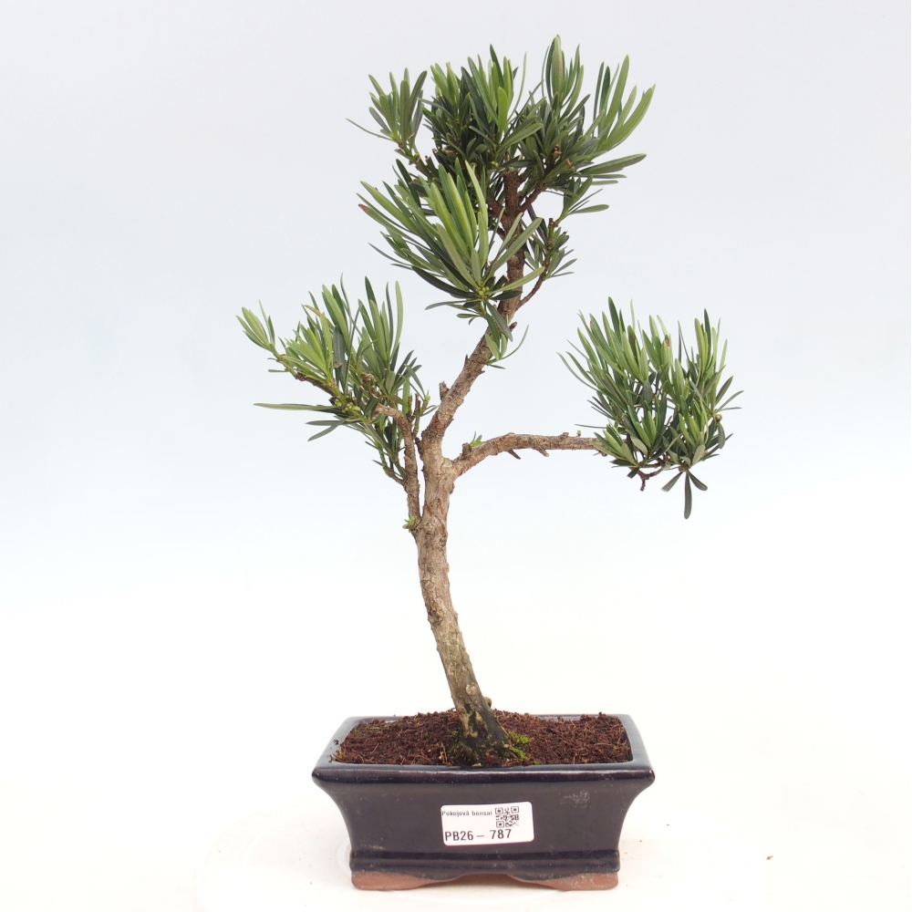Pokojová bonsai - Podocarpus - Kamenný tis