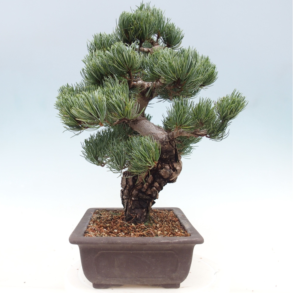 Venkovní bonsai - Pinus parviflora - Borovice drobnokvětá