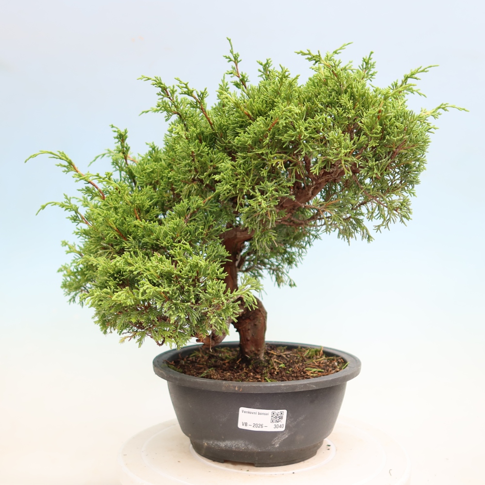 Venkovní bonsai - Juniperus chinensis Itoigawa-Jalovec čínský