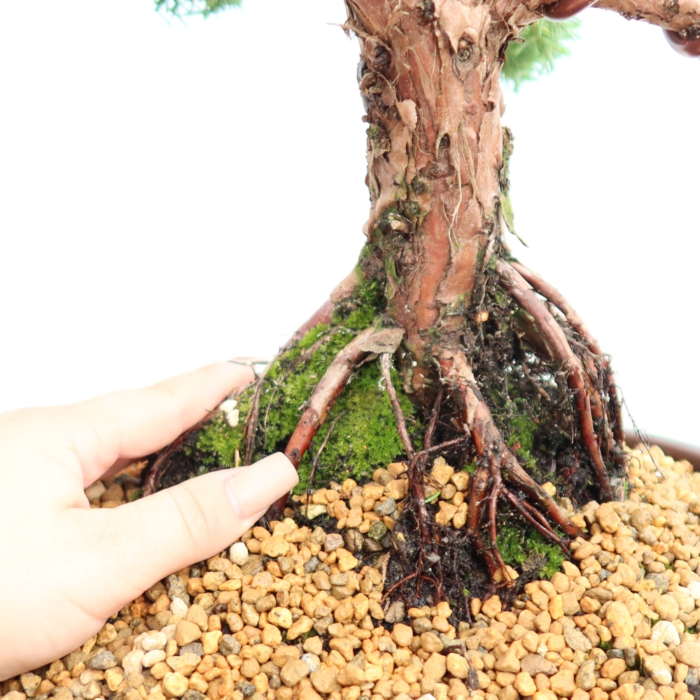 Venkovní bonsai - Juniperus chinensis Kishu -Jalovec čínský