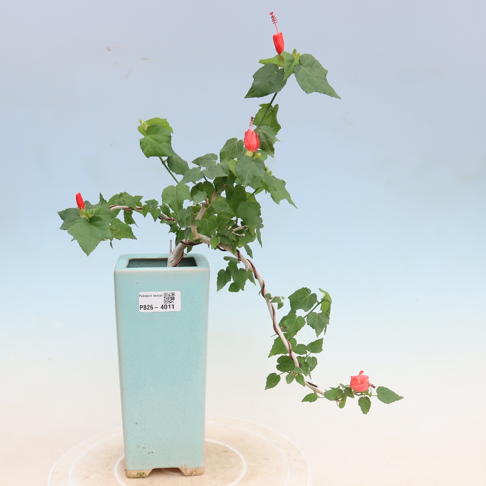 Pokojová bonsai - Malvaviscus arboreus - ibiškovec dřevnatý