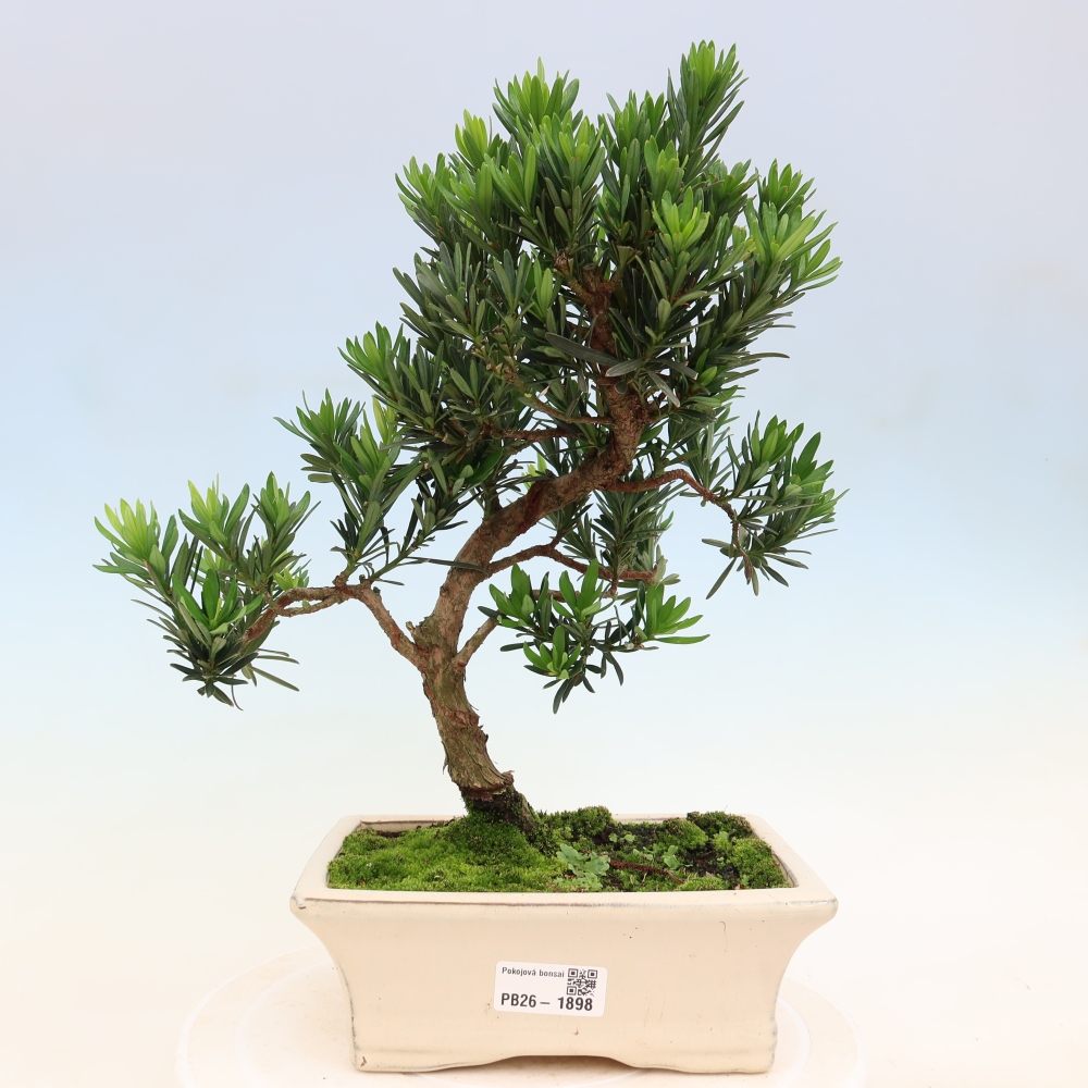 Pokojová bonsai - Podocarpus - Kamenný tis
