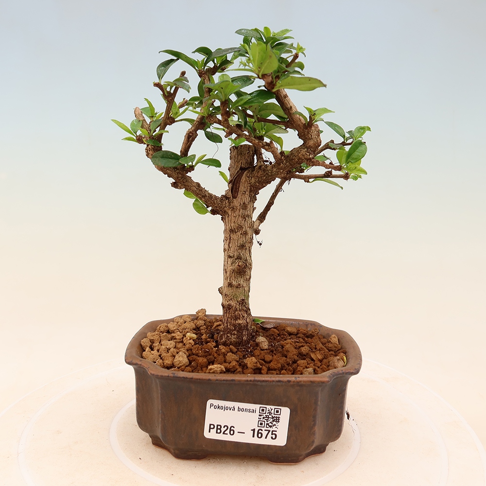 Pokojová bonsai - Carmona macrophylla - Čaj fuki
