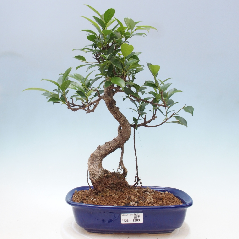Pokojová bonsai - Ficus kimmen -  malolistý fíkus