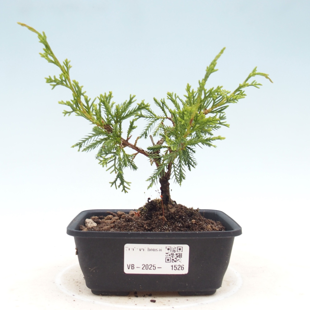 Venkovní bonsai - Juniperus chinensis Itoigawa -Jalovec čínský