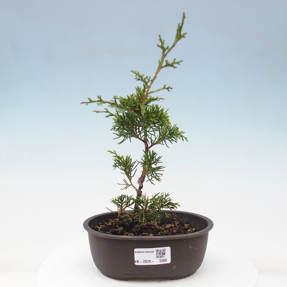 Venkovní bonsai - Juniperus chinensis Itoigawa -Jalovec čínský