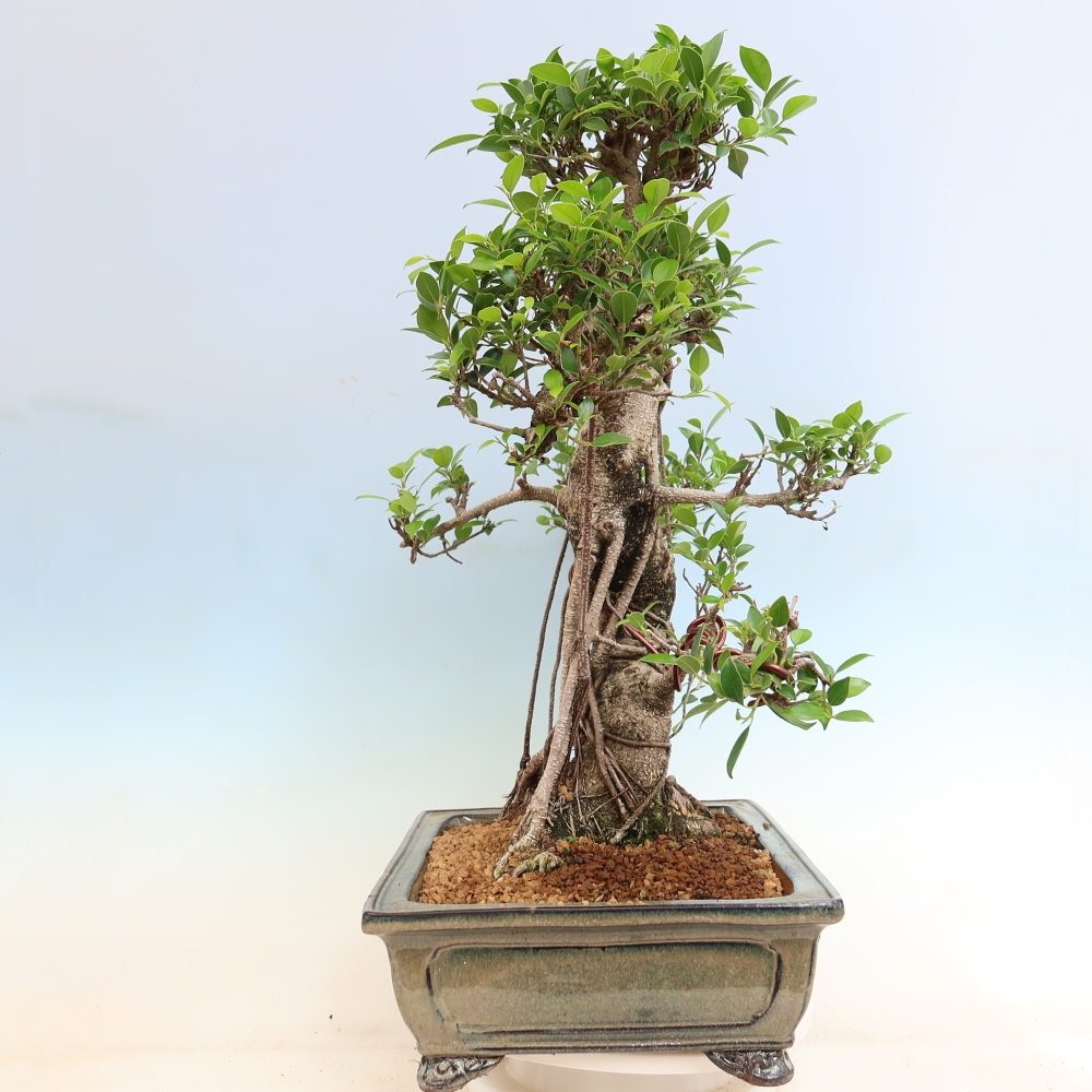 Pokojová bonsai - Ficus kimmen -  malolistý fíkus