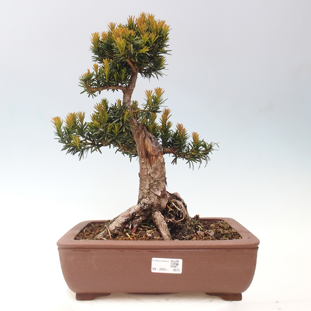 Venkovní bonsai - Taxus cuspidata  - Tis japonský
