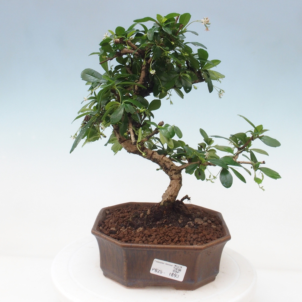 Pokojová bonsai - Carmona macrophylla - Čaj fuki