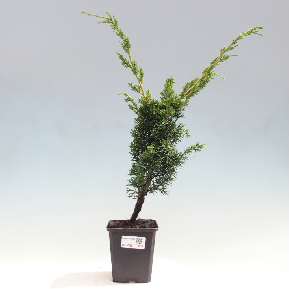 Venkovní bonsai - Juniperus chinensis Kishu -Jalovec čínský