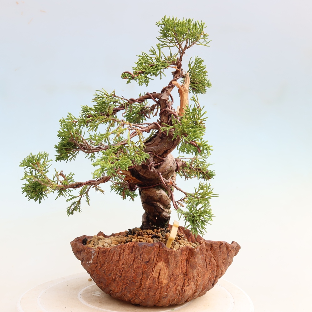 Venkovní bonsai - Juniperus chinensis Itoigawa-Jalovec čínský