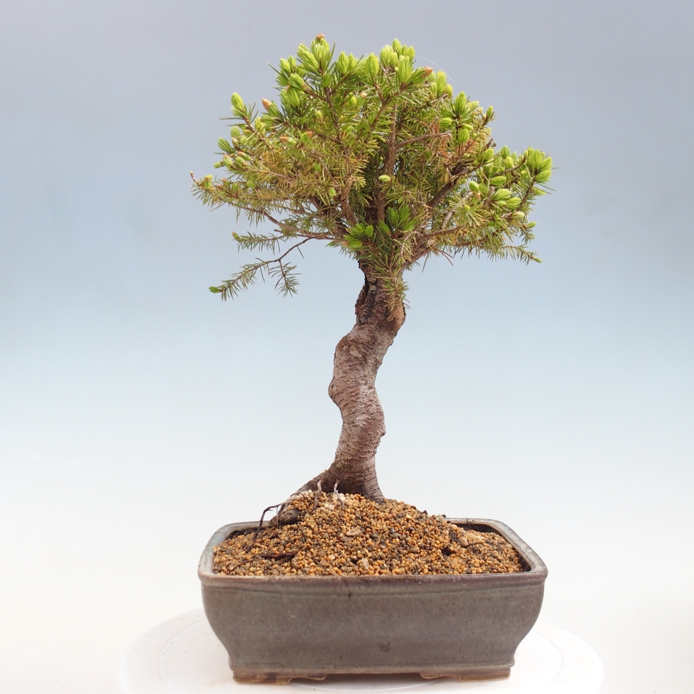 Venkovní bonsai- Smrk kulovitý - Picea glauca globe