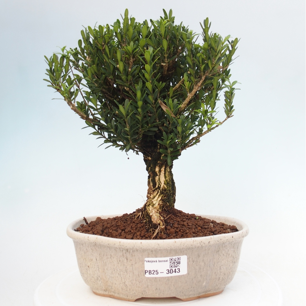Pokojová bonsai - Buxus harlandii - korkový buxus
