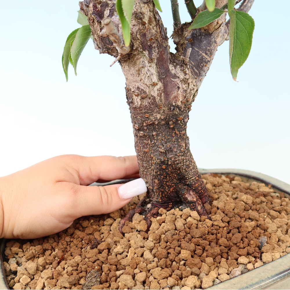 Venkovní bonsai -Japonská meruňka - Prunus Mume