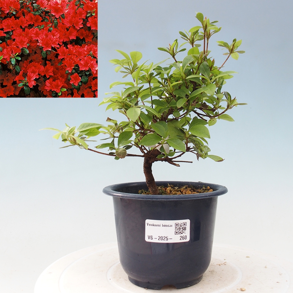 Venkovní bonsai - Japonská azalka - Azalea Benibeni