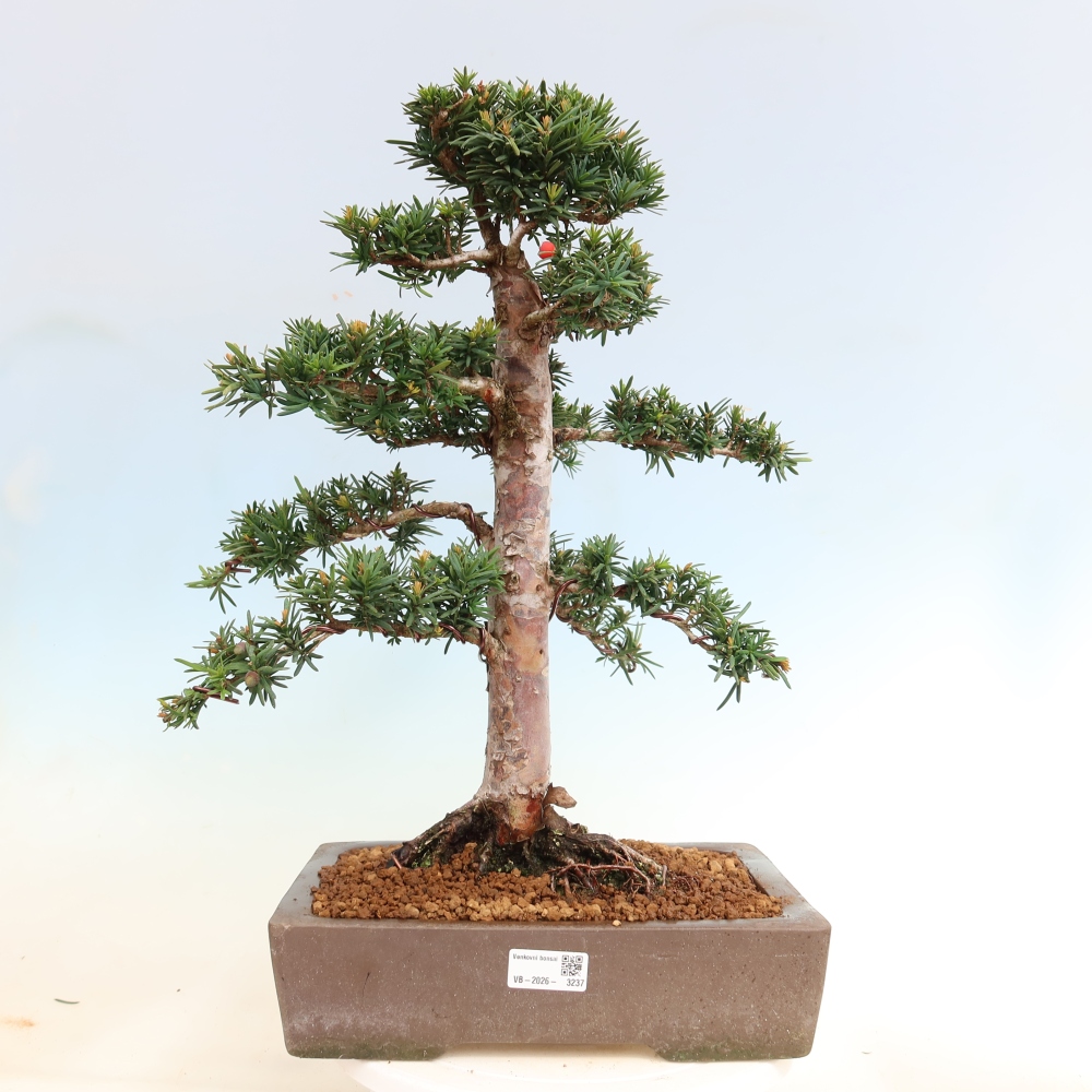Venkovní bonsai - Taxus cuspidata  - Tis japonský