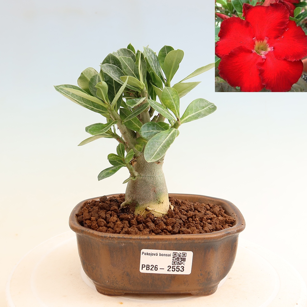 Pokojová bonsai - Adenium obesum Red Star - Pouštní růže