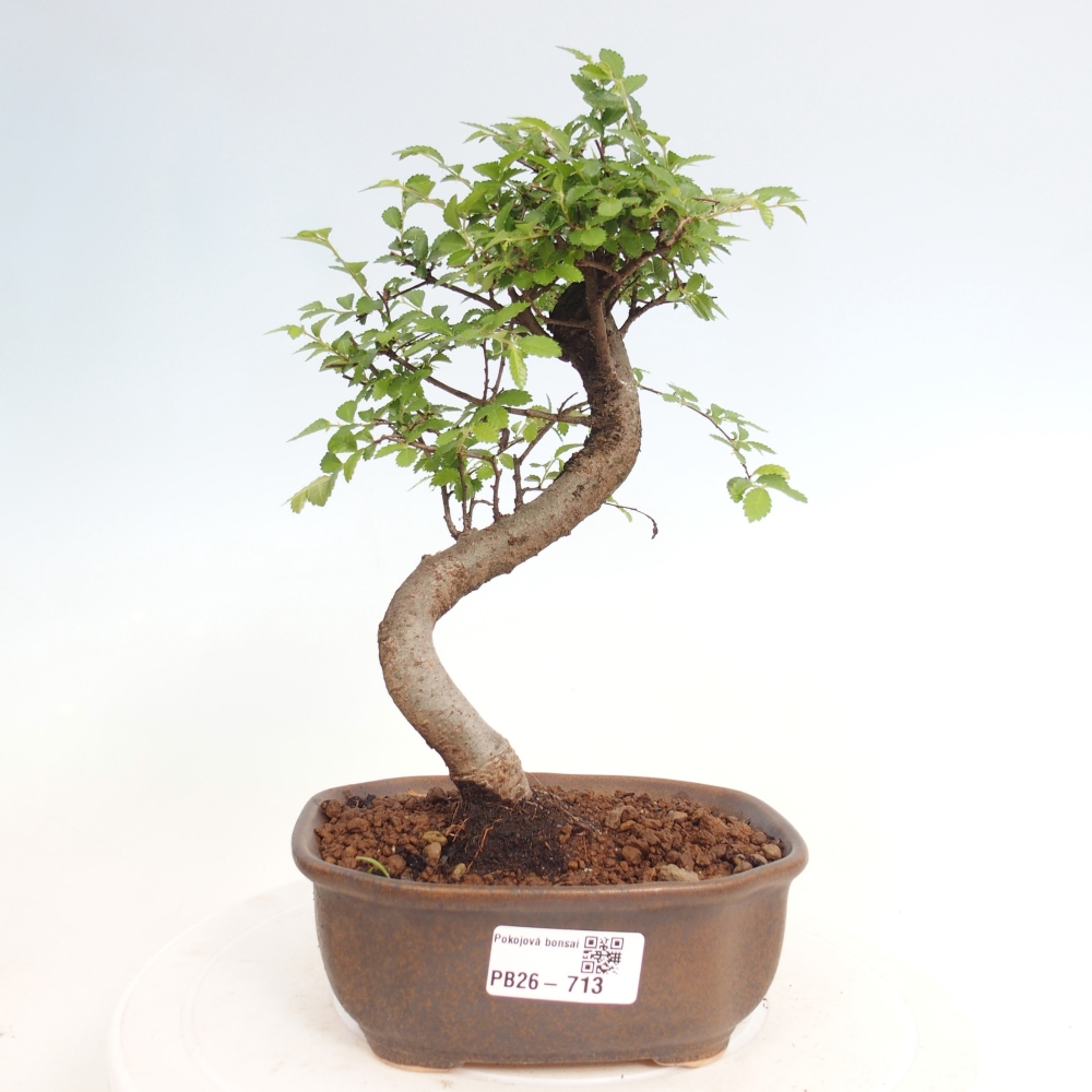 Pokojová bonsai - Ulmus parvifolia - Malolistý jilm