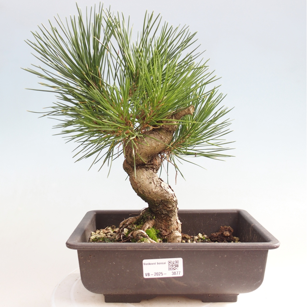 Venkovní bonsai - Pinus thunbergii - Borovice thunbergova