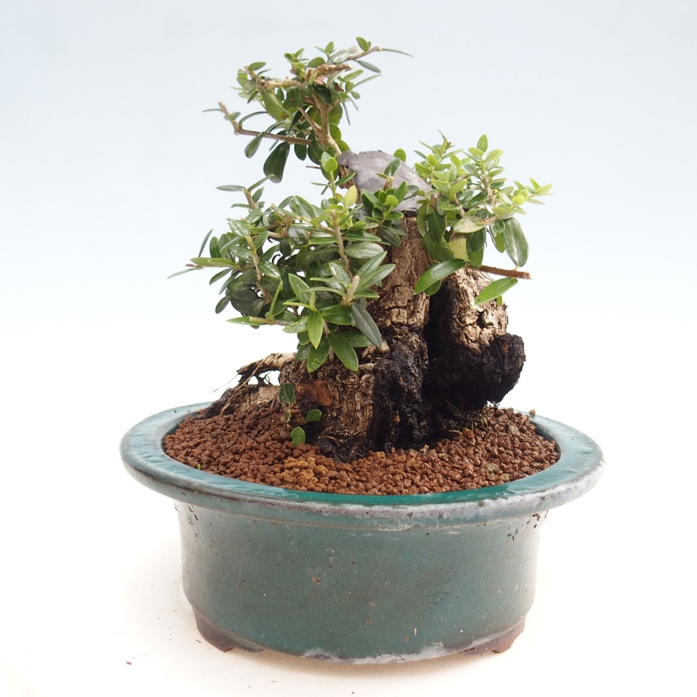 Pokojová bonsai - Olea europaea sylvestris -Oliva evropská drobnolistá