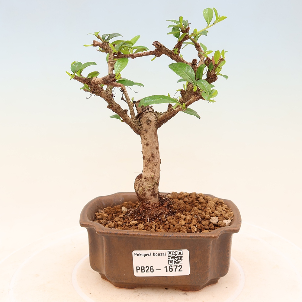 Pokojová bonsai - Carmona macrophylla - Čaj fuki