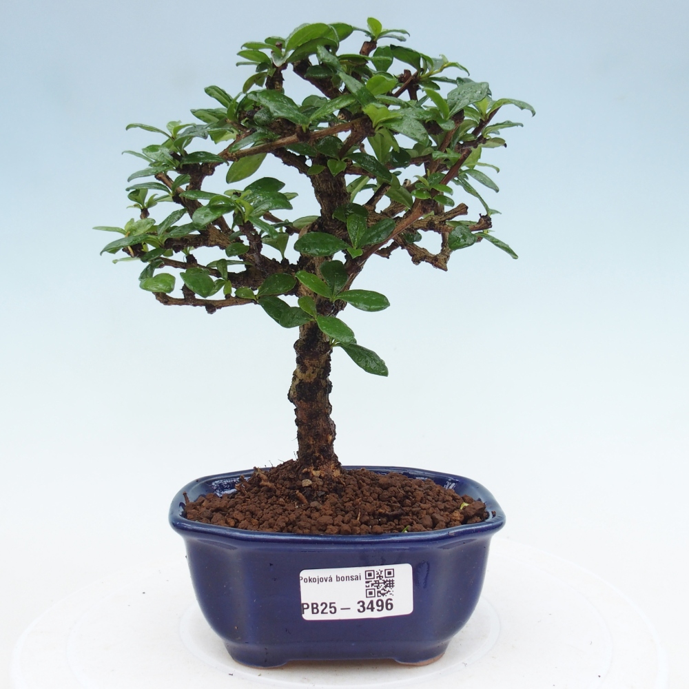 Pokojová bonsai - Carmona macrophylla - Čaj fuki