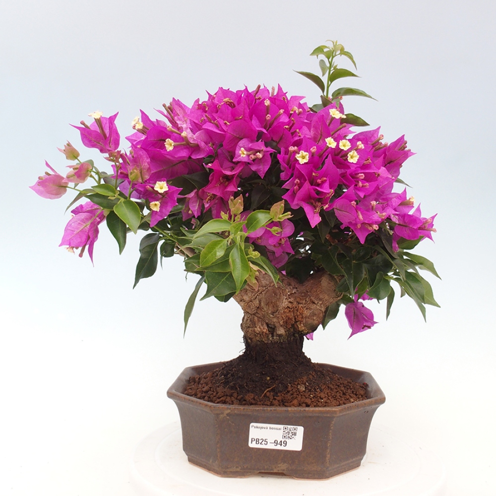 Pokojová bonsai - Bouganwilea