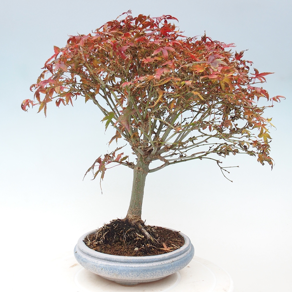Acer palmatum KIOHIME - Javor dlanitolistý
