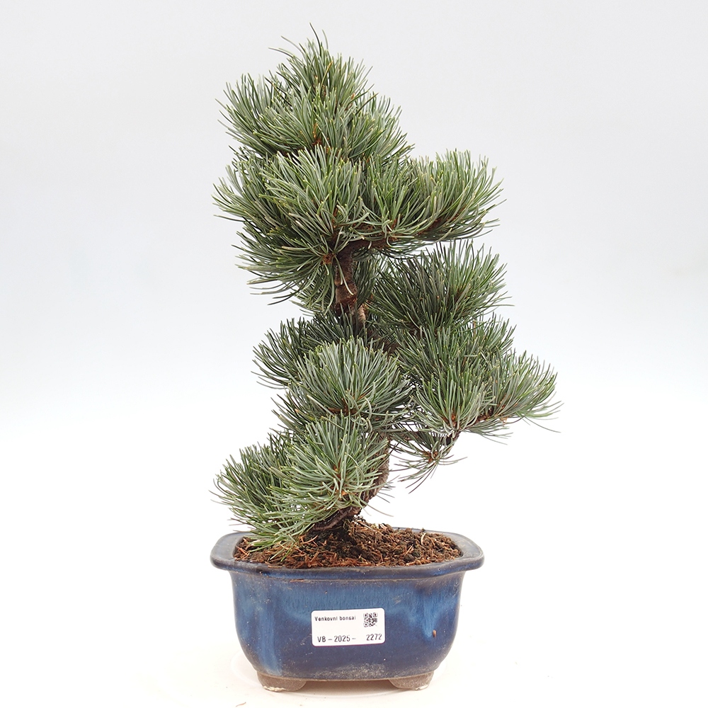 Venkovní bonsai - Pinus parviflora - Borovice drobnokvětá