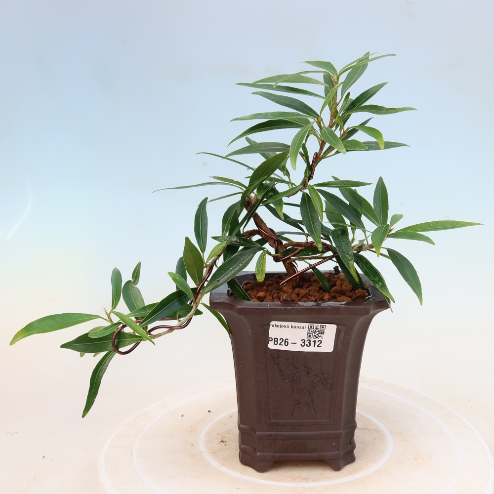 Pokojová bonsai - Ficus nerifolia -  malolistý fíkus