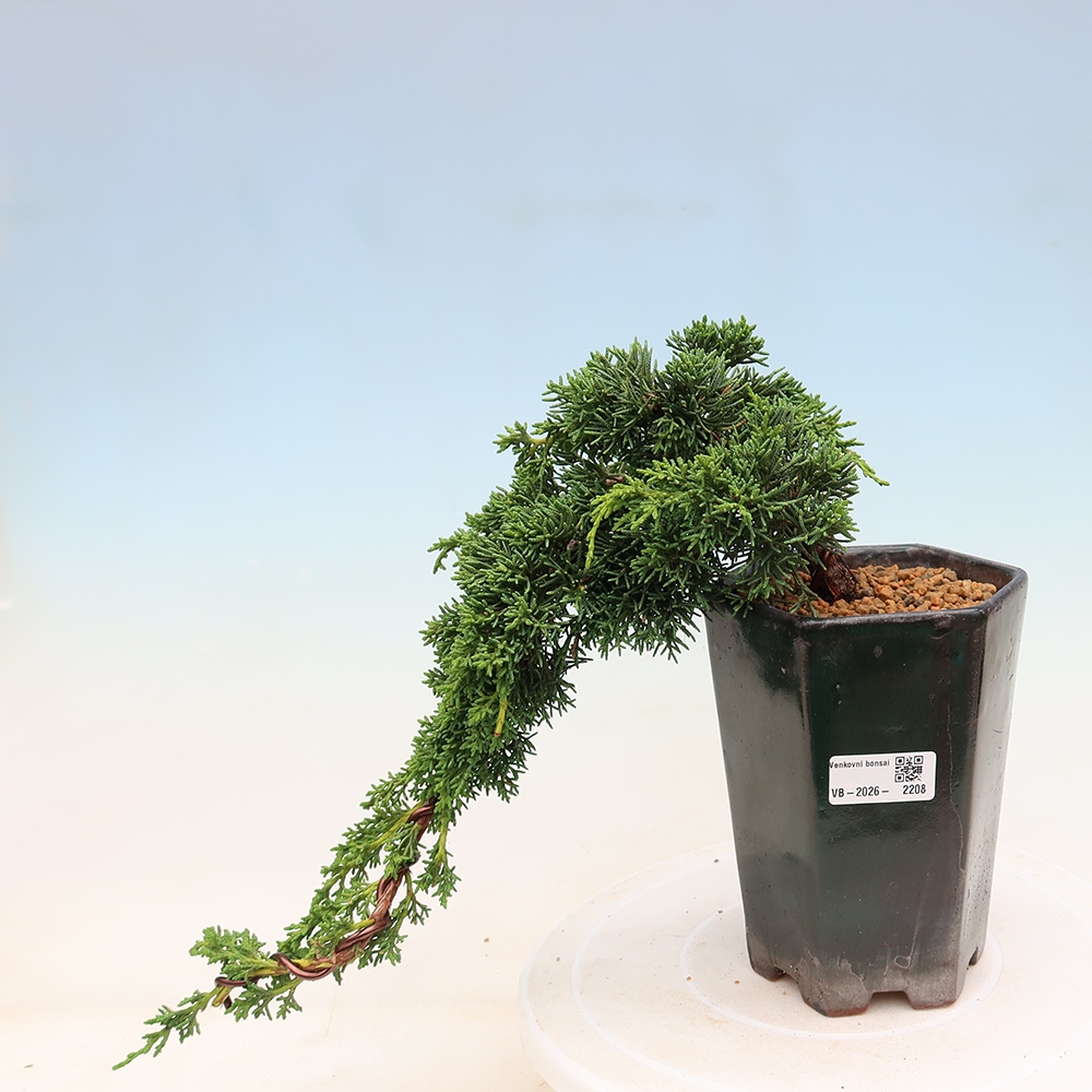 Venkovní bonsai - Juniperus chinensis Kishu -Jalovec čínský