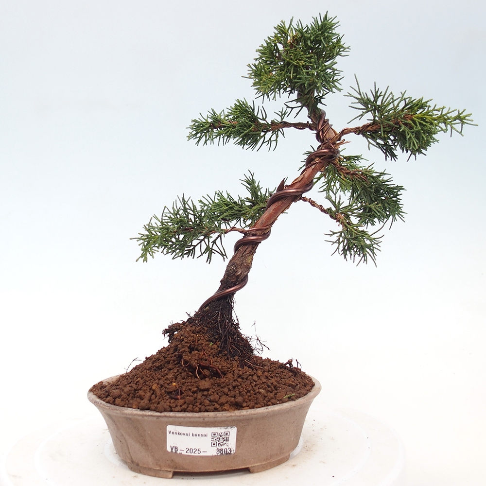 Venkovní bonsai - Juniperus chinensis Kishu -Jalovec čínský