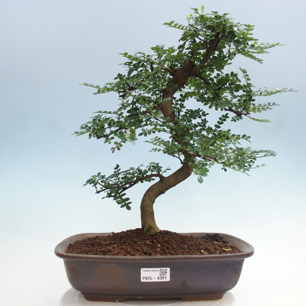 Pokojová bonsai - Zantoxylum piperitum - pepřovník