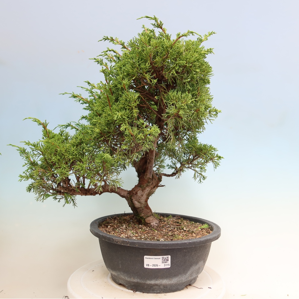 Venkovní bonsai - Juniperus chinensis Itoigawa-Jalovec čínský