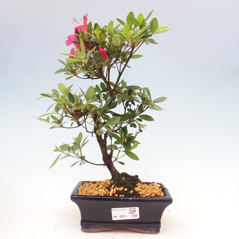 Venkovní bonsai - Japonská azalka - Azalea sp.