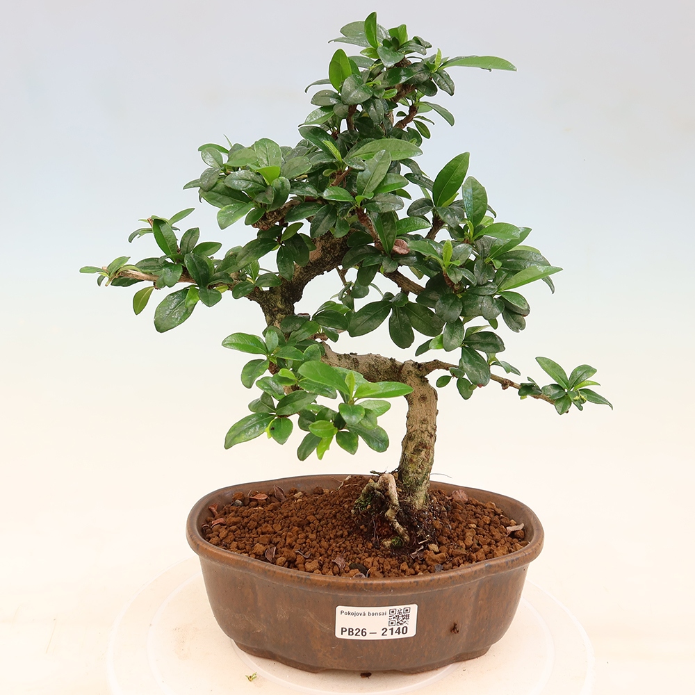 Pokojová bonsai - Carmona macrophylla - Čaj fuki