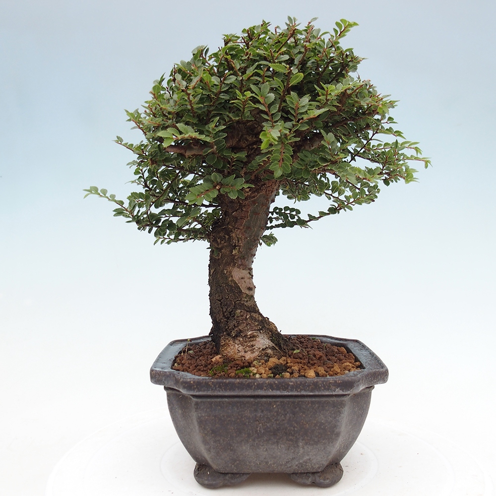 Venkovní bonsai - Ulmus parvifolia Hokkaido - jilm Čínský