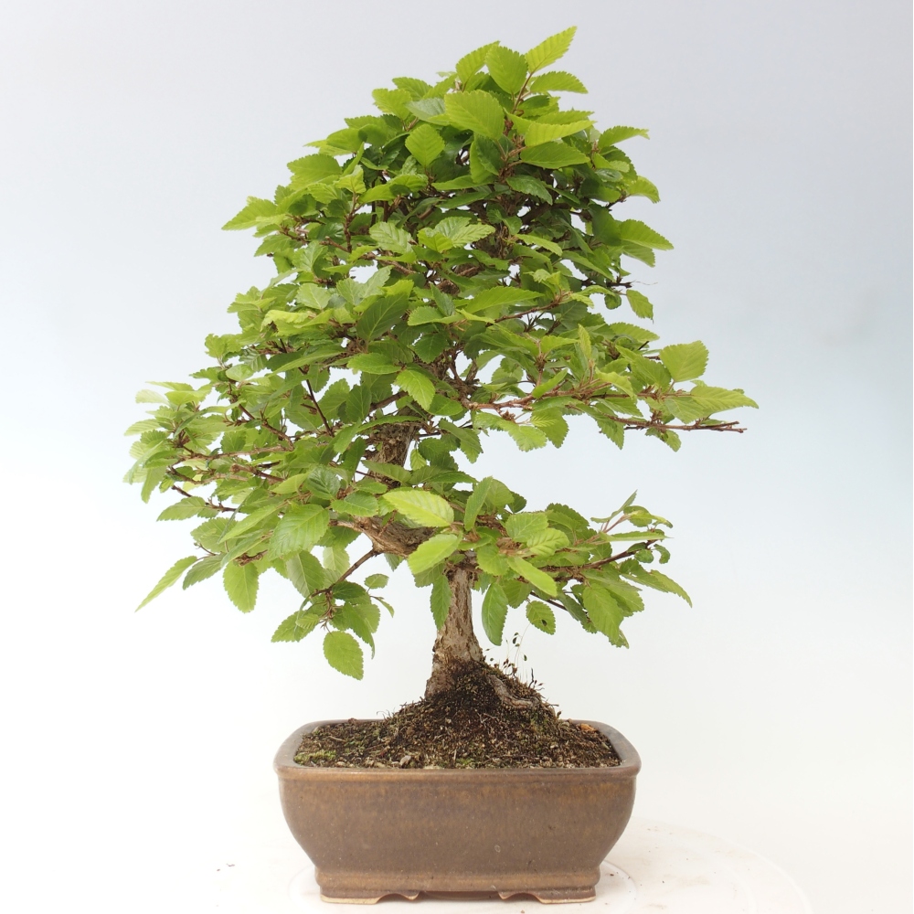 Venkovní bonsai -Carpinus CARPINOIDES - Habr korejský