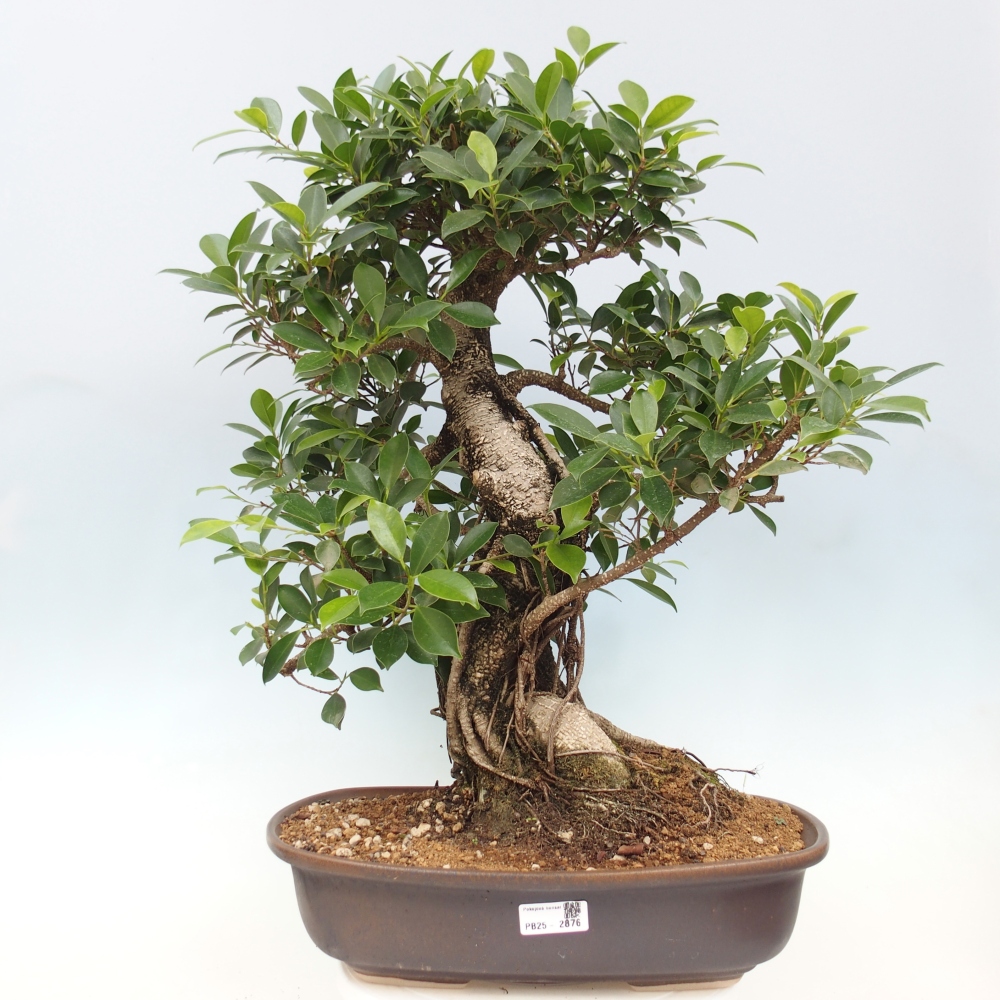 Pokojová bonsai - Ficus kimmen -  malolistý fíkus - POUZE OSOBNÍ ODBĚR nebo paletová přeprava