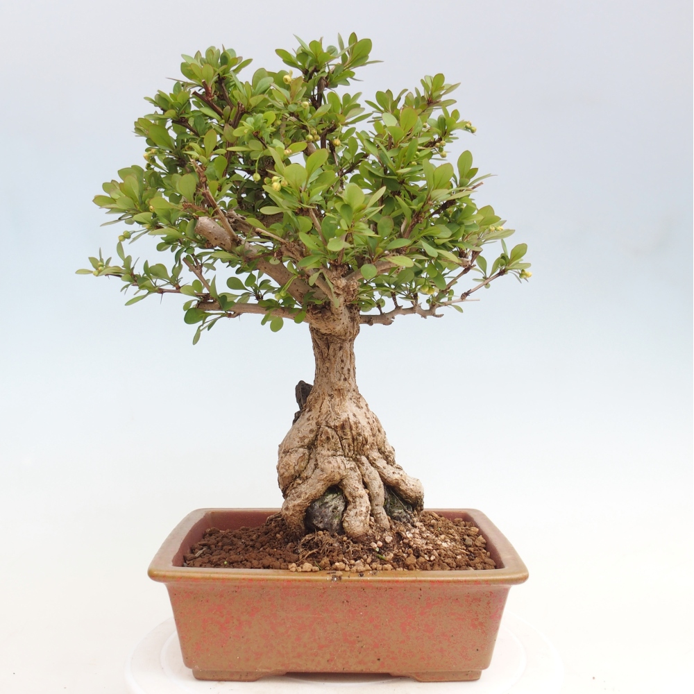 Venkovní bonsai - Berberis coreana - Dřištál korejský