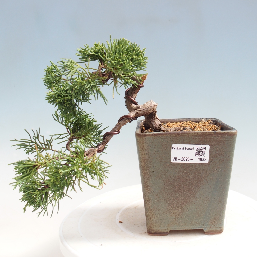 Venkovní bonsai - Juniperus chinensis Kishu -Jalovec čínský