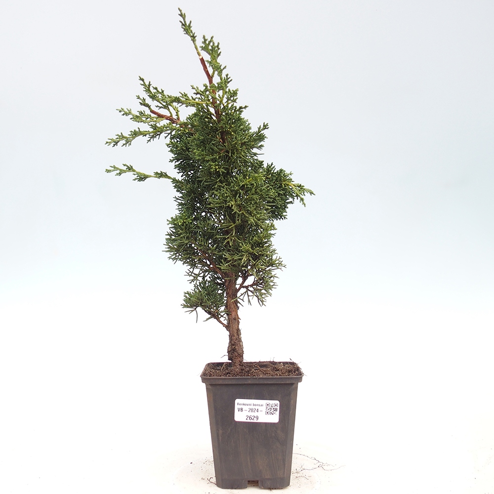 Venkovní bonsai - Juniperus chinensis Kishu -Jalovec čínský