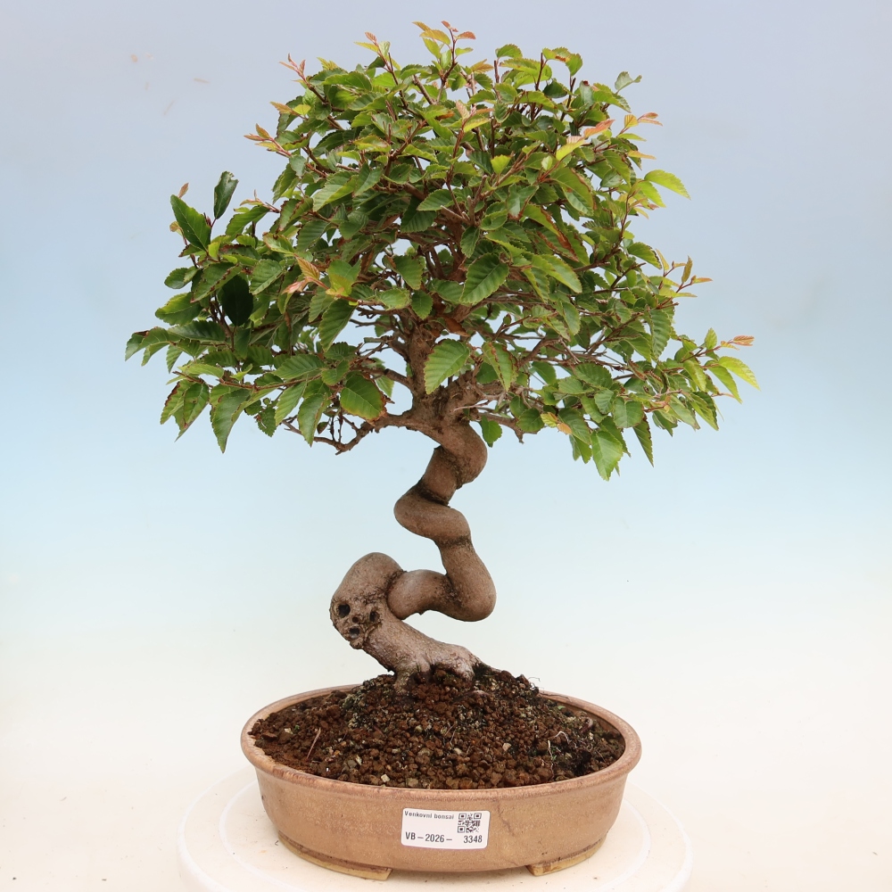 Venkovní bonsai -Carpinus Coreana - Habr korejský