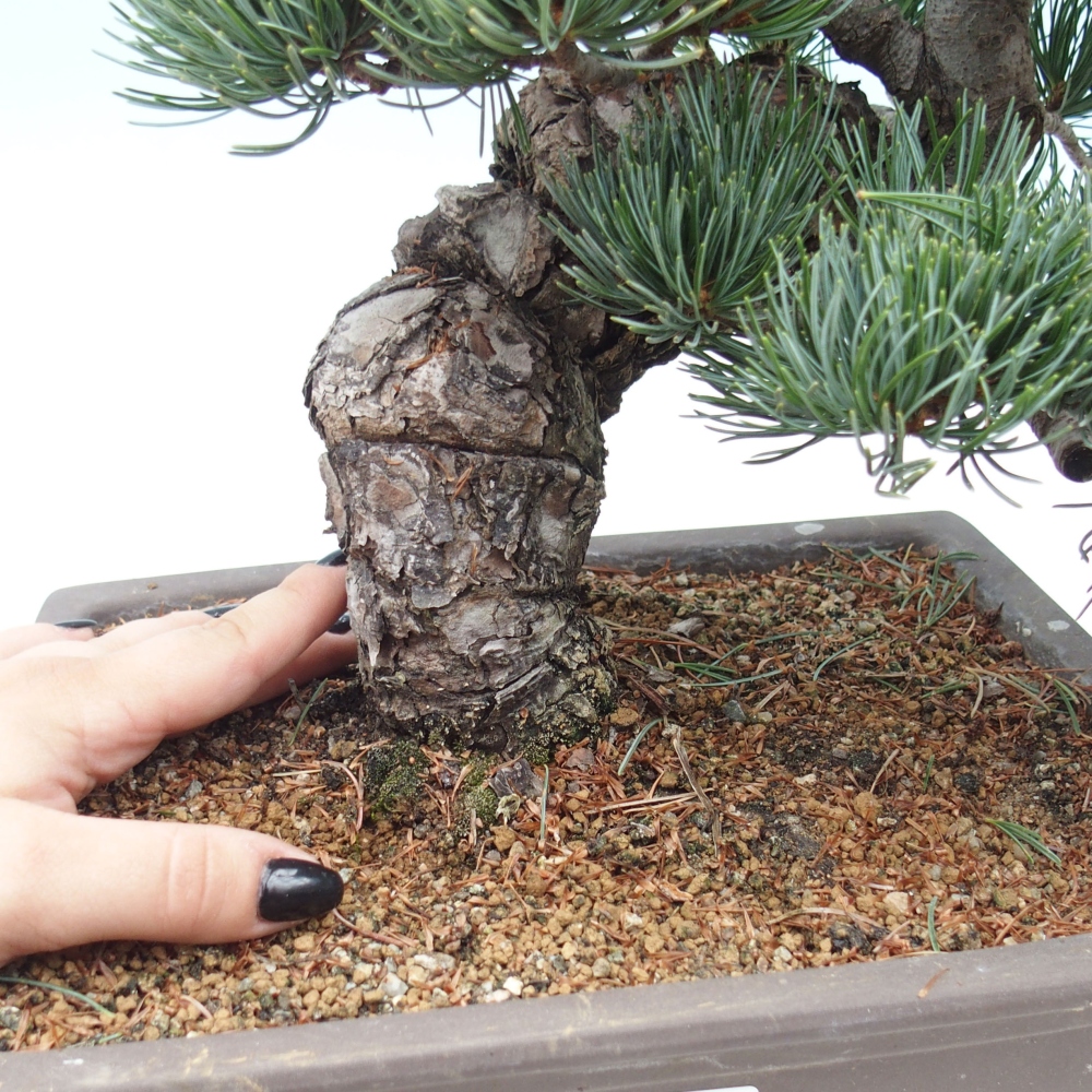 Venkovní bonsai - Pinus parviflora - Borovice drobnokvětá